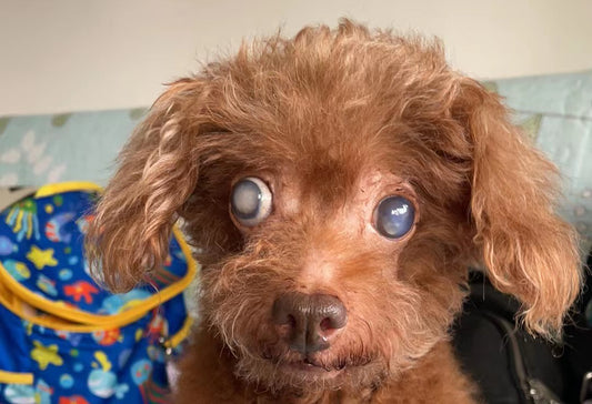Finding Forever Homes for a Blind Stray Dog