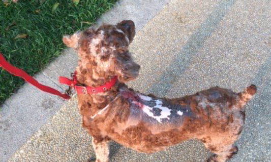 "Tess: A Survivor's New Life"