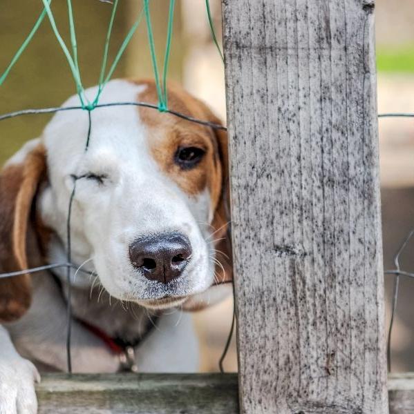 Acabe com os abusos! Proteja os direitos dos animais de companhia!