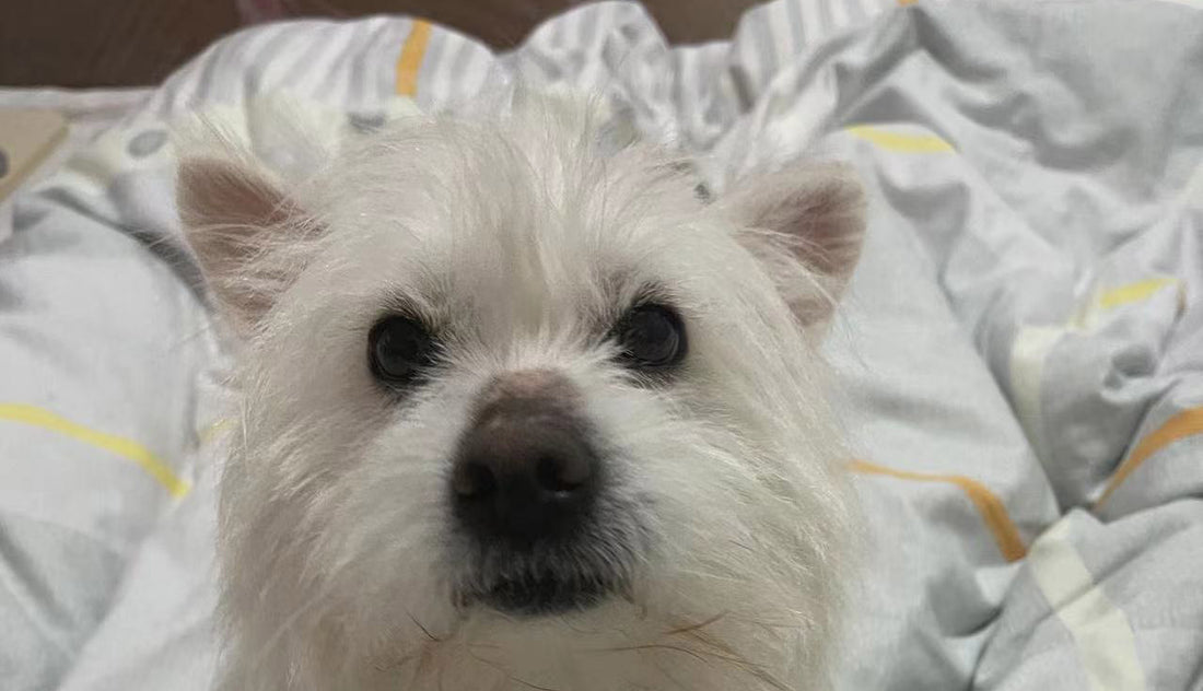 A Three-Legged Dog's Rescue Story