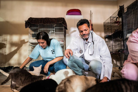 A Crise Silenciosa dos Animais Abandonados 